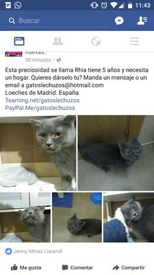 gato adopcion lechuzo hembra 06/2011 HOPE mainpic