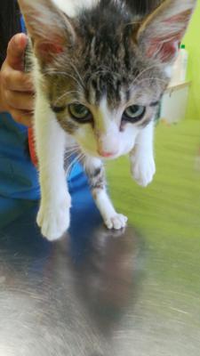 gato adopcion lechuzo hembra 01/06/2017 CHIQUI mainpic