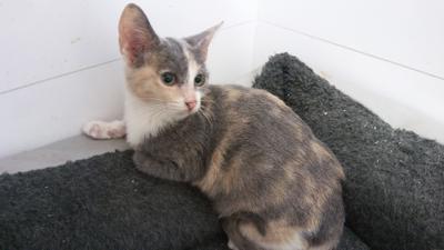 gato adopcion lechuzo hembra 08/2016 TINA mainpic