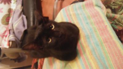 gato adopcion lechuzo hembra 06/2016 SARA mainpic