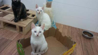 gato adopcion lechuzo macho 07/2016 JUN y JUL mainpic