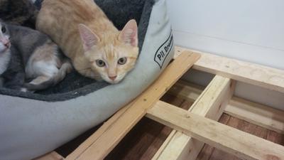 gato adopcion lechuzo macho 07/2016 RANDY mainpic