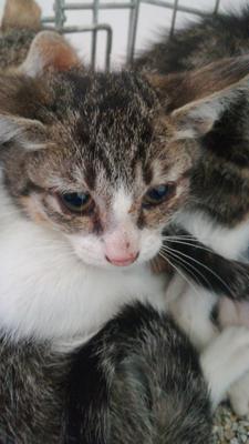 gato adopcion lechuzo hembra 20/05/2018 VEREDA VII mainpic