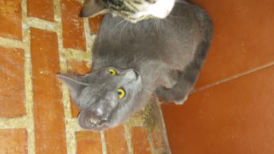 gato adopcion lechuzo macho 05/2016 GREY mainpic