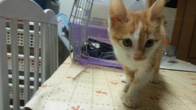 gato adopcion lechuzo macho 08/2016 ODY mainpic