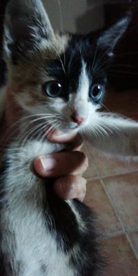 gato adopcion lechuzo hembra 25/07/2018 FIESTA mainpic