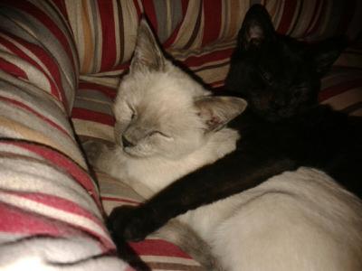 gato adopcion lechuzo hembra 08/2016 LUNA y VENUS mainpic