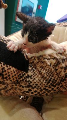 gato adopcion lechuzo hembra 15/07/2017 RAYA mainpic