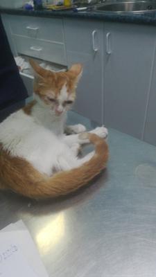 gato adopcion lechuzo hembra 15/06/2017 AIRIS mainpic