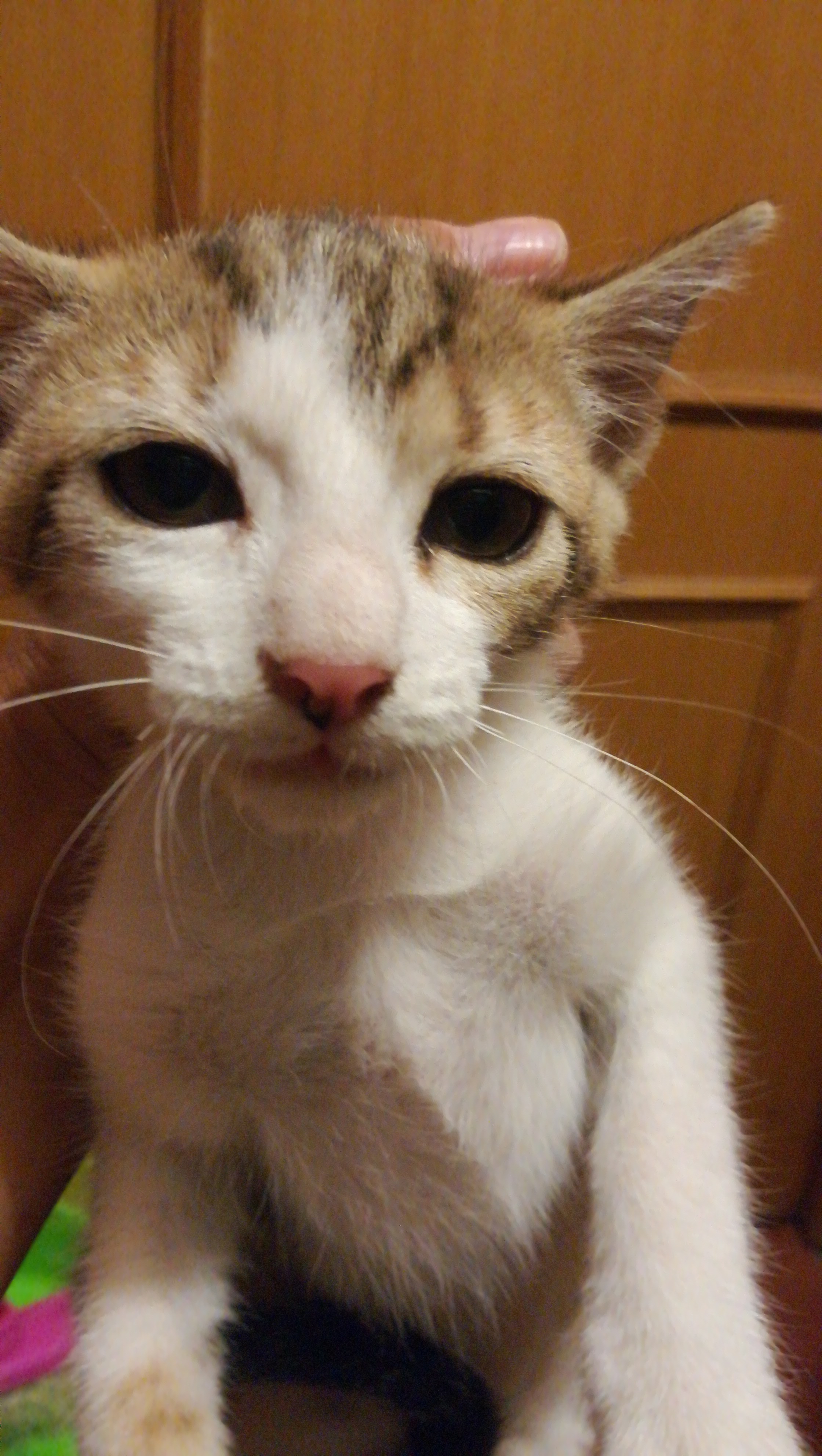 gato adopcion lechuzo hembra 10/05/2018 MINA mainpic