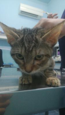 gato adopcion lechuzo hembra 01/07/2017 LARA mainpic
