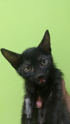 gato adopcion lechuzo macho 15/06/2017 WILD  mainpic