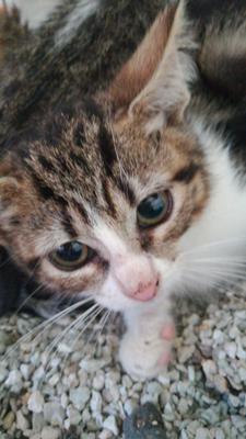 gato adopcion lechuzo hembra 20/05/2018 VEREDA VIII mainpic