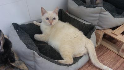 gato adopcion lechuzo hembra 06/2015 LIA mainpic