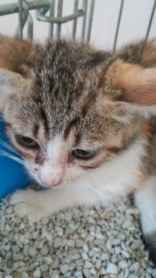 gato adopcion lechuzo hembra 20/05/2018 VEREDA IX mainpic