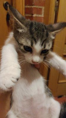 gato adopcion lechuzo hembra 10/05/2018 MINI mainpic